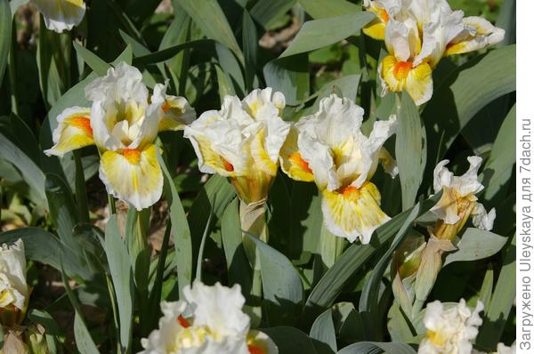 Ирис бородатый карликовый сорт Lumalite