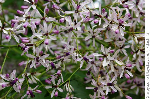 Цветки мелии иранской имеют медовые аккорды