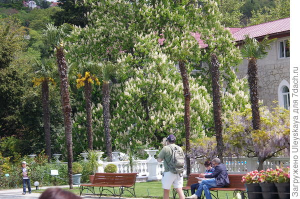 Цветение каштана конского обыкновенного в Никитском ботаническом саду