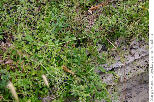 Марена красильная в плодоношении