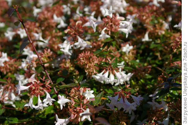 Абелия крупноцветковая в октябре