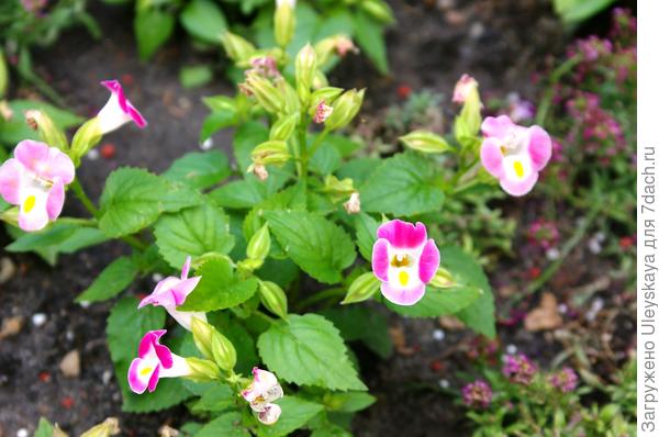 Торения Фурнье