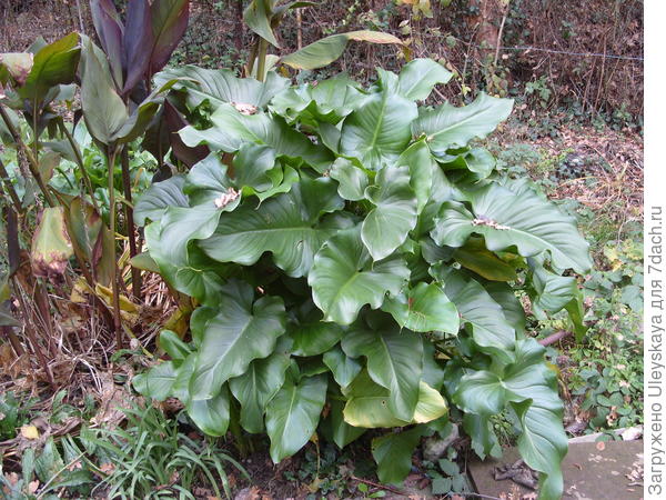 Моя калла в декабре