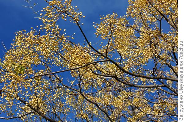 Мелия иранская в декабре