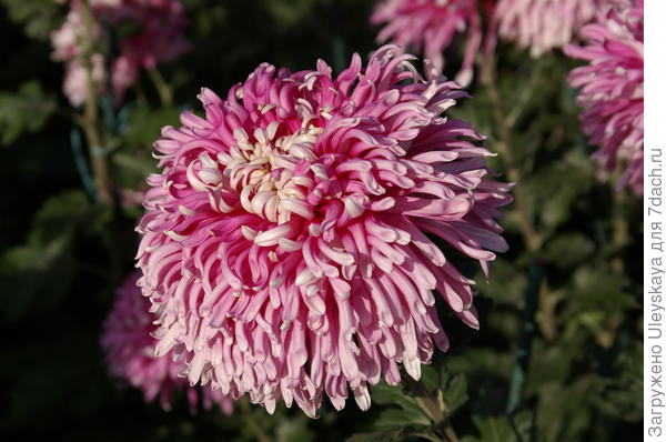 сорт Ялтинская Юбилейная