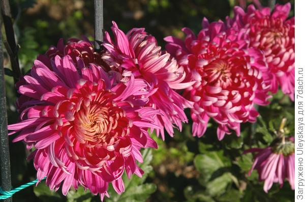 сорт William Seward