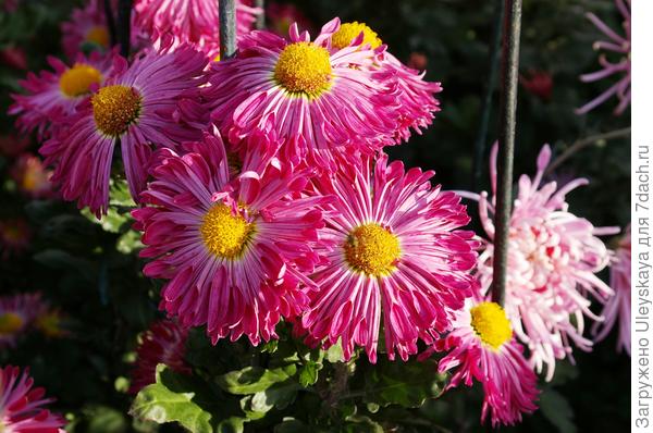 сорт Элизабет