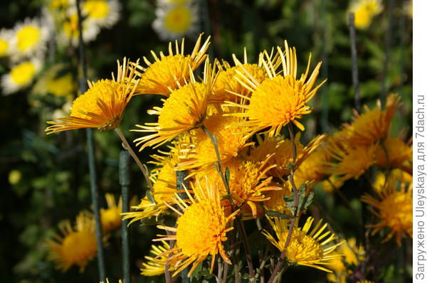 сорт Сказочный эльф