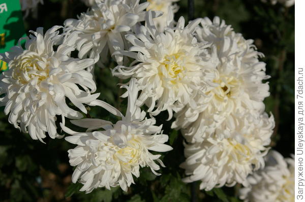 сорт Валентина Терешкова