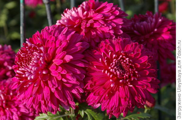 сорт Василий Лановой