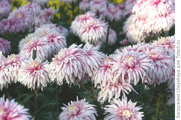 сорт Разрисованная вуаль