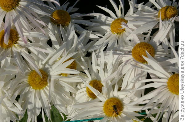 сорт Крымская ромашка