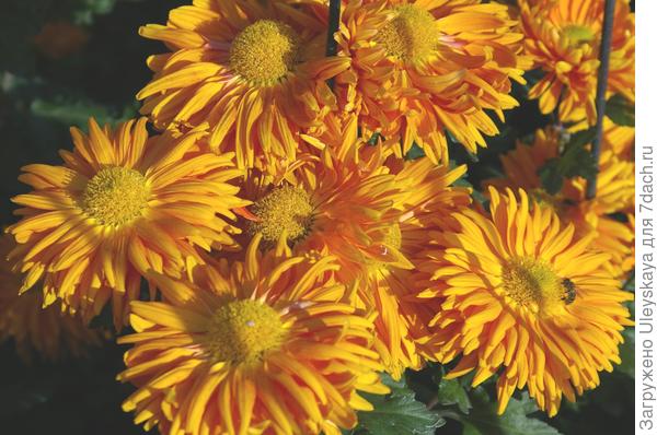 Сорт Огненный ангел