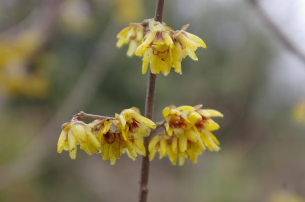 Зимоцвет ранний Parviflorus, фото автора