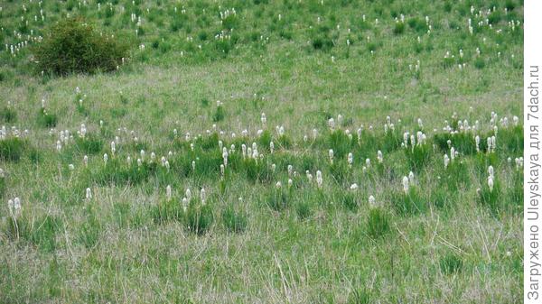 Асфоделиновая степь