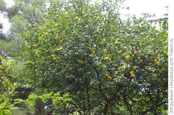 Понцирус в Партените