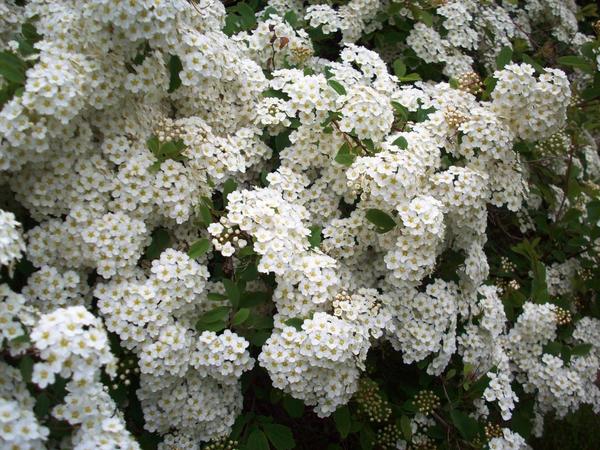 Спирея Вангутта 'Renaissance'. Фото с сайта salzsiedernursery.com