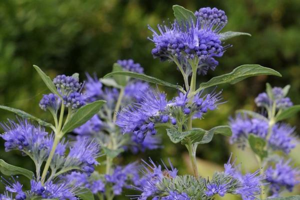 Кариоптерис кладонский Dark Knight. Фото с сайта gardenersworld.com