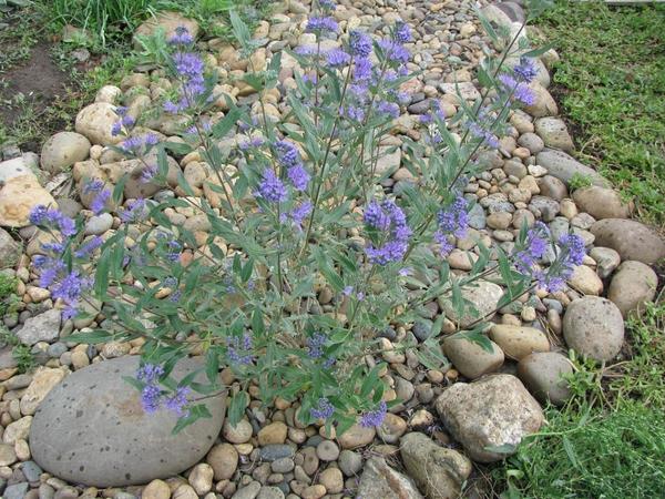 Кариоптерис кладонский Heavenly Blue, фото Светланы (Samdolis)