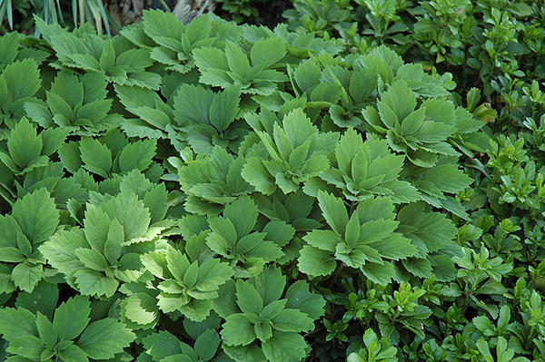 Pachysandra ležící. Foto z plants.chaletnursery.com