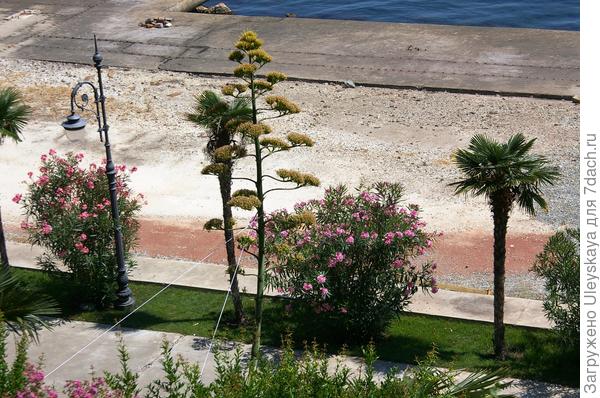 Свечеобразное соцветие агавы американской