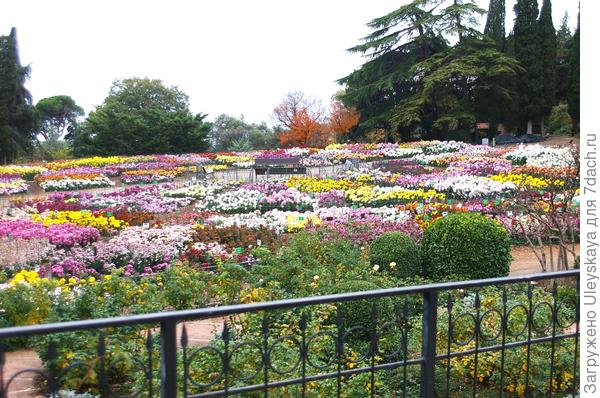 Бал хризантем в Никите 2022