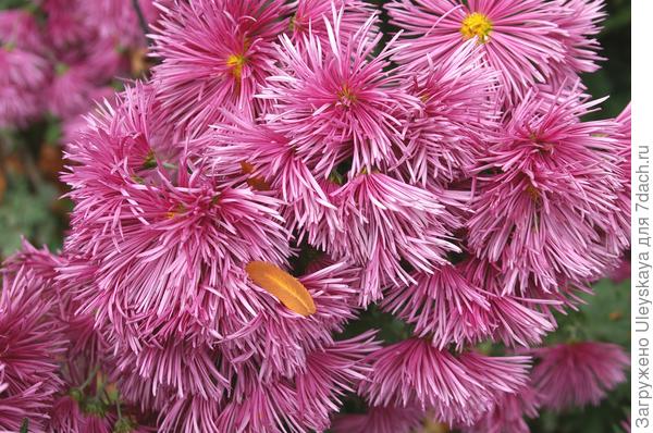 сорт зарубежной селекции Westland