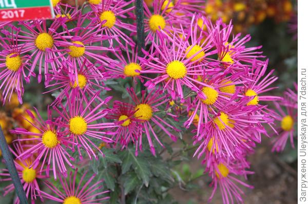 никитский сорт Малиновый паучок - принцесса осеннего бала 2017 г