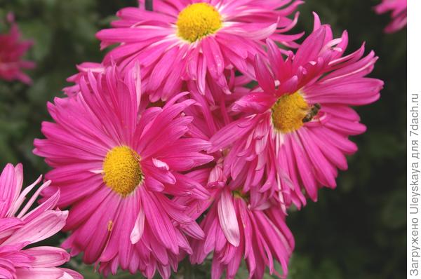 хризантема - претендент в сорта селекции Сада. На выставке она значилась под номером 8