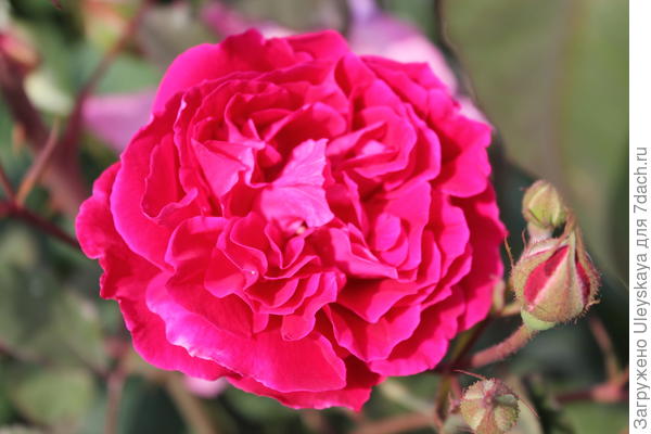 Роза сорт Cruss an Tepliz