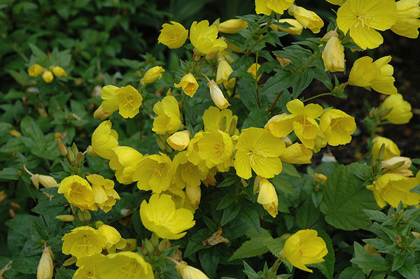 Энотера кустарниковая Yellow River. Фото с сайта plants.beechwood-gardens.com