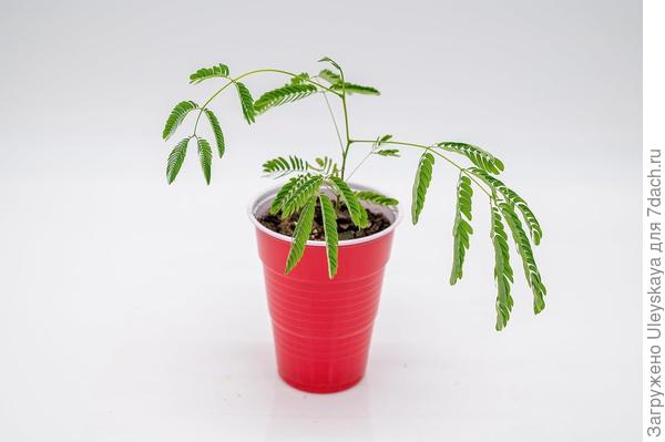 фото из недр интернета