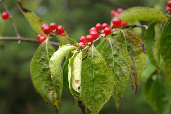 Жимолость Маака с плодами. Фото автора