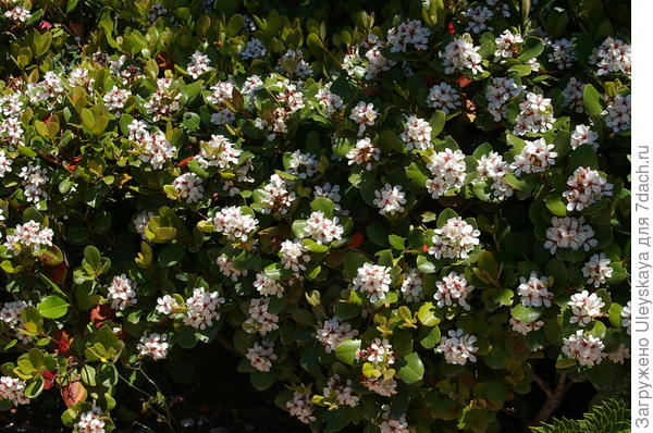 Рафиолепис зонтичный, массовое цветение