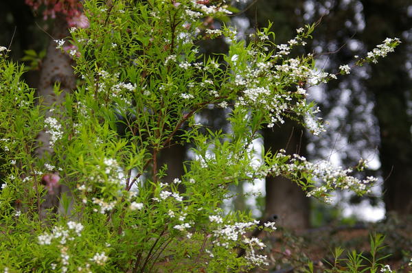 Спирея Тунберга Ogon. Фото автора