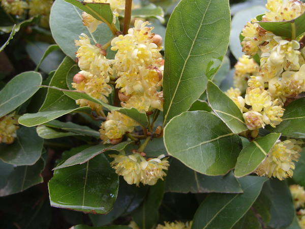 Лавр благородный в цветении. Фото автора