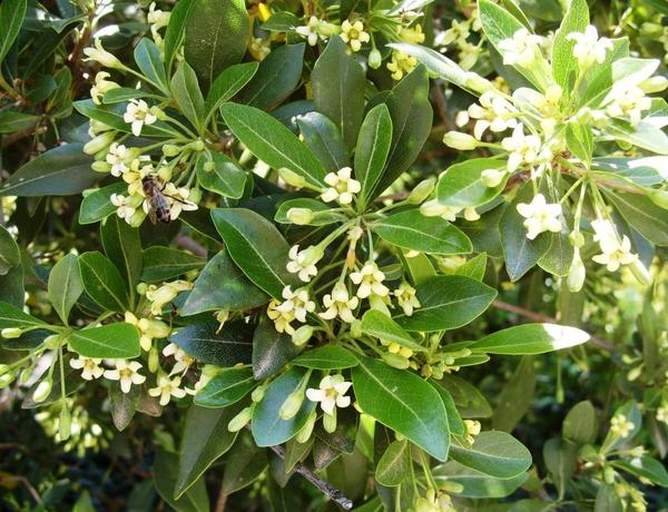 Смолосемянник разнолистный. Фото автора