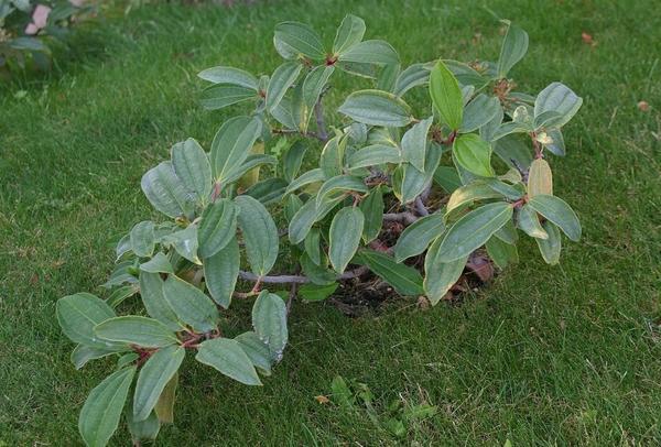 Калина Давида. Фото автора