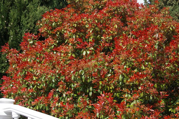 Фотиния Фрейзера Red Robin. Фото автора
