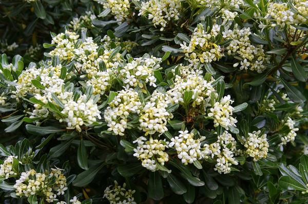 Смолосемянник Тобира. Фото автора