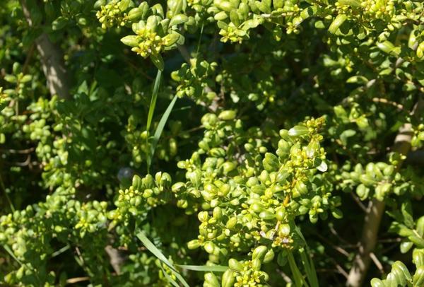 Падуб городчатый Glory Gem'. Фото автора