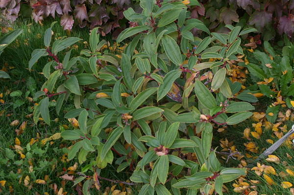 Калина Давида. Фото автора