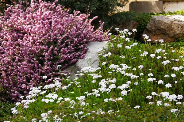 Иберис вечнозеленый в рокарии. Фото автора