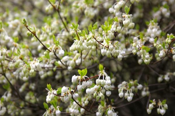 Энкиантус почкочешуйный. Фото автора