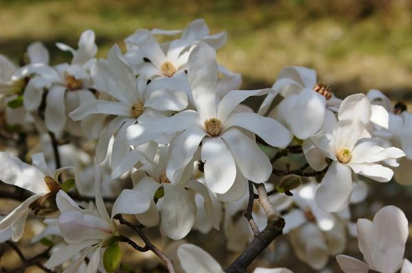 Магнолия Лёбнера Merrill. Фото автора