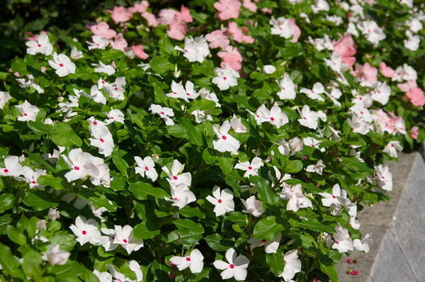 Летнее цветение катарантусов. Фото автора