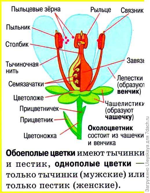 Картинка из недр интернета