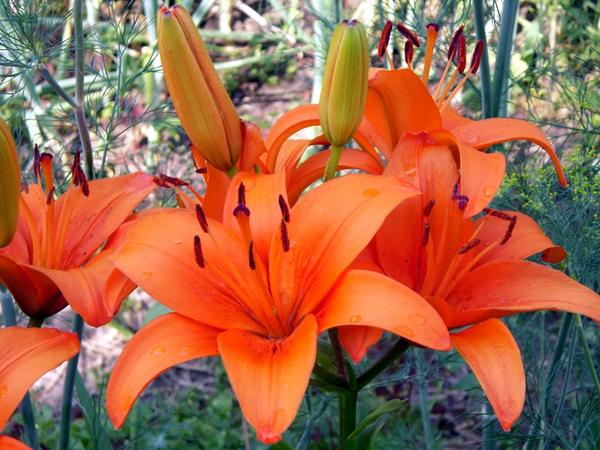 Asiatic Orange