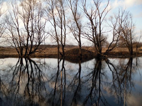 Отражения деревьев в пруду