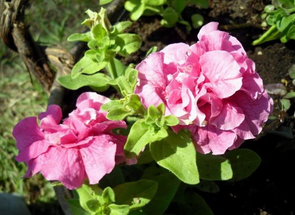 Розовая махровая петуния